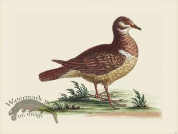 Edwards 119 Mountain Partridge